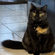 Splat, a Black, Orange, Golden Tortoiseshell Cat