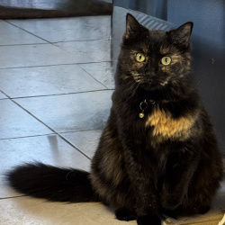 {petName}, a Black, Orange, Golden Tortoiseshell Cat